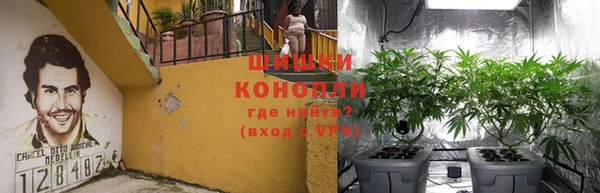 индика Белоозёрский